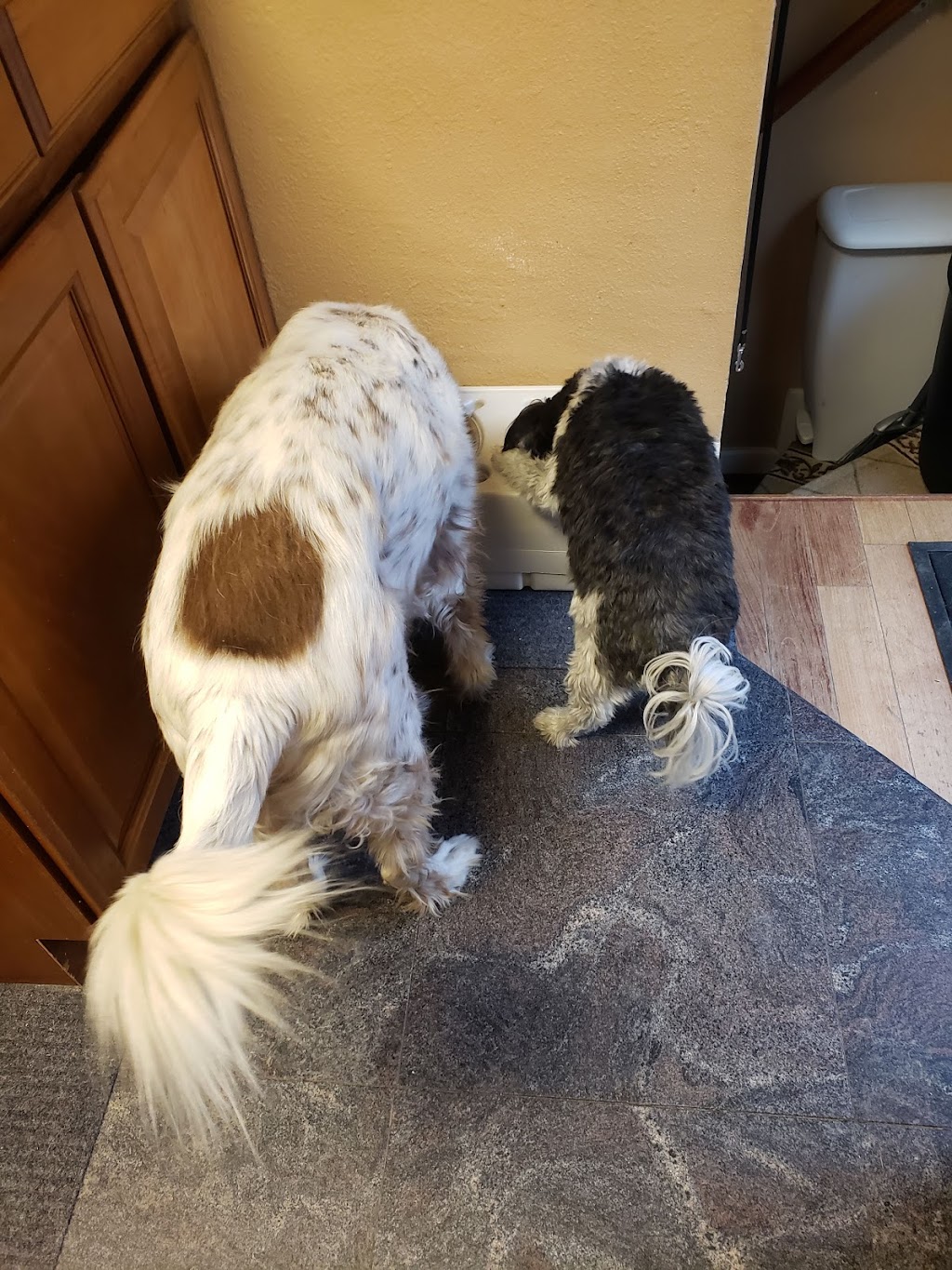Hanks Pet Food Market LLC | 2287 W Eisenhower Blvd, Loveland, CO 80537, USA | Phone: (970) 685-8621