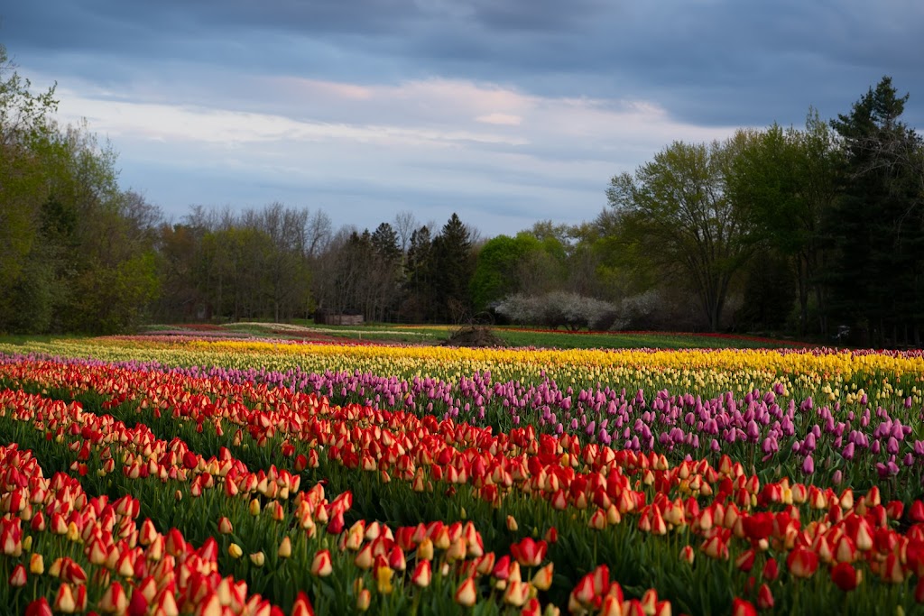 TASC Tulip Pick Farm | 1415 Balfour St, Fenwick, ON L0S 1C0, Canada | Phone: (848) 217-2661