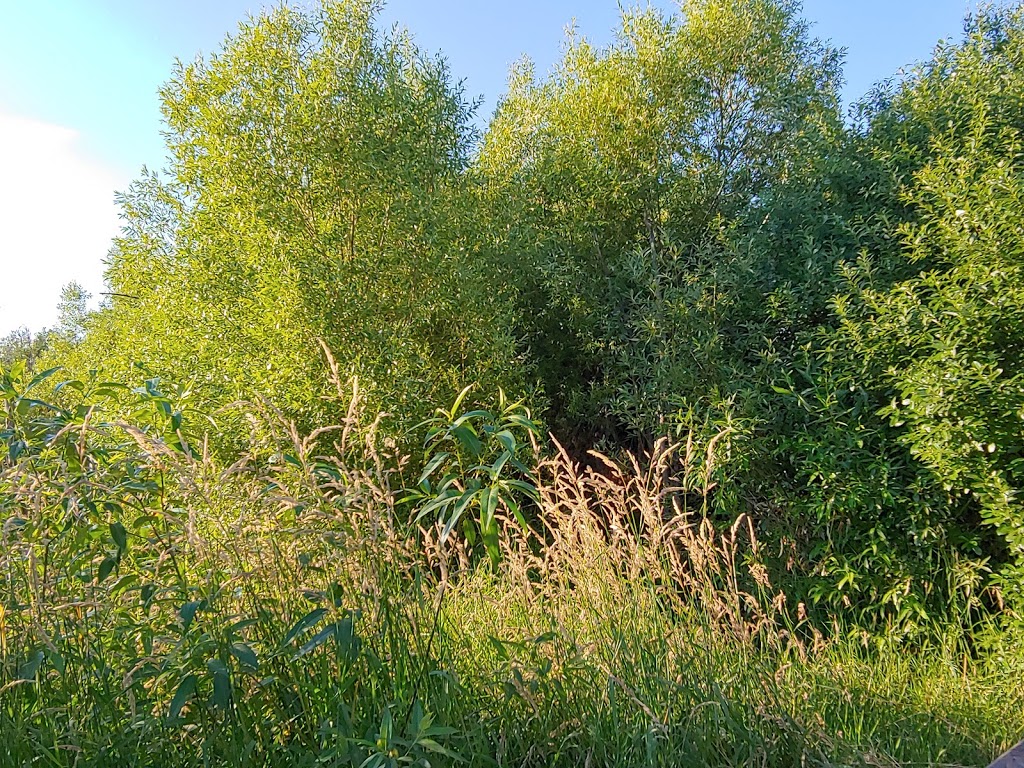 Wetlands Boardwalk Trailhead | NW, 413 Western St, Auburn, WA 98001, USA | Phone: (253) 931-3090