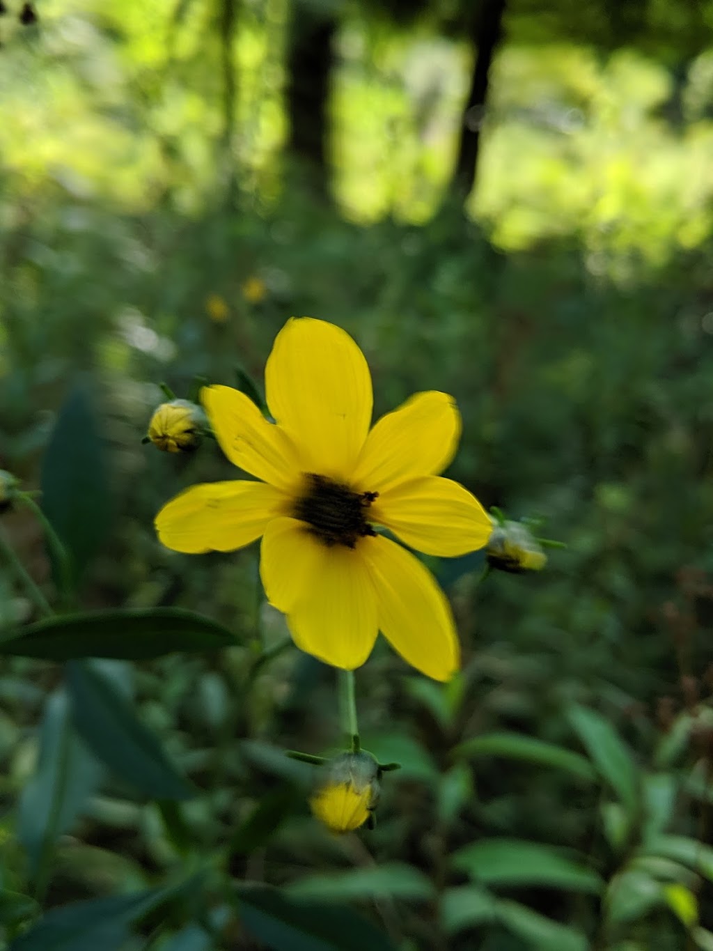 Sibley Prairie Nature Preserve - West Prairie | 26360 West Rd, Brownstown Charter Twp, MI 48134, USA | Phone: (734) 484-6565