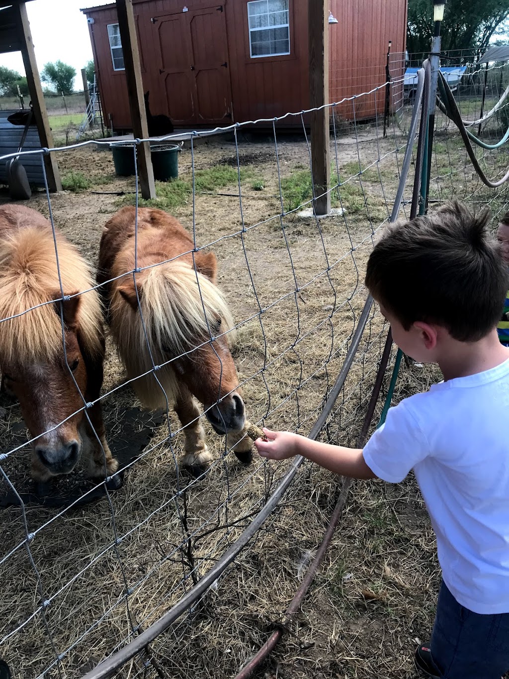 Gulf Breeze Alpaca & Sheep Ranch & Lodging | 200 County Road 6B (aka Lakeview Dr, Co Rd 6B, Lake City, TX 78368, USA | Phone: (361) 537-0503