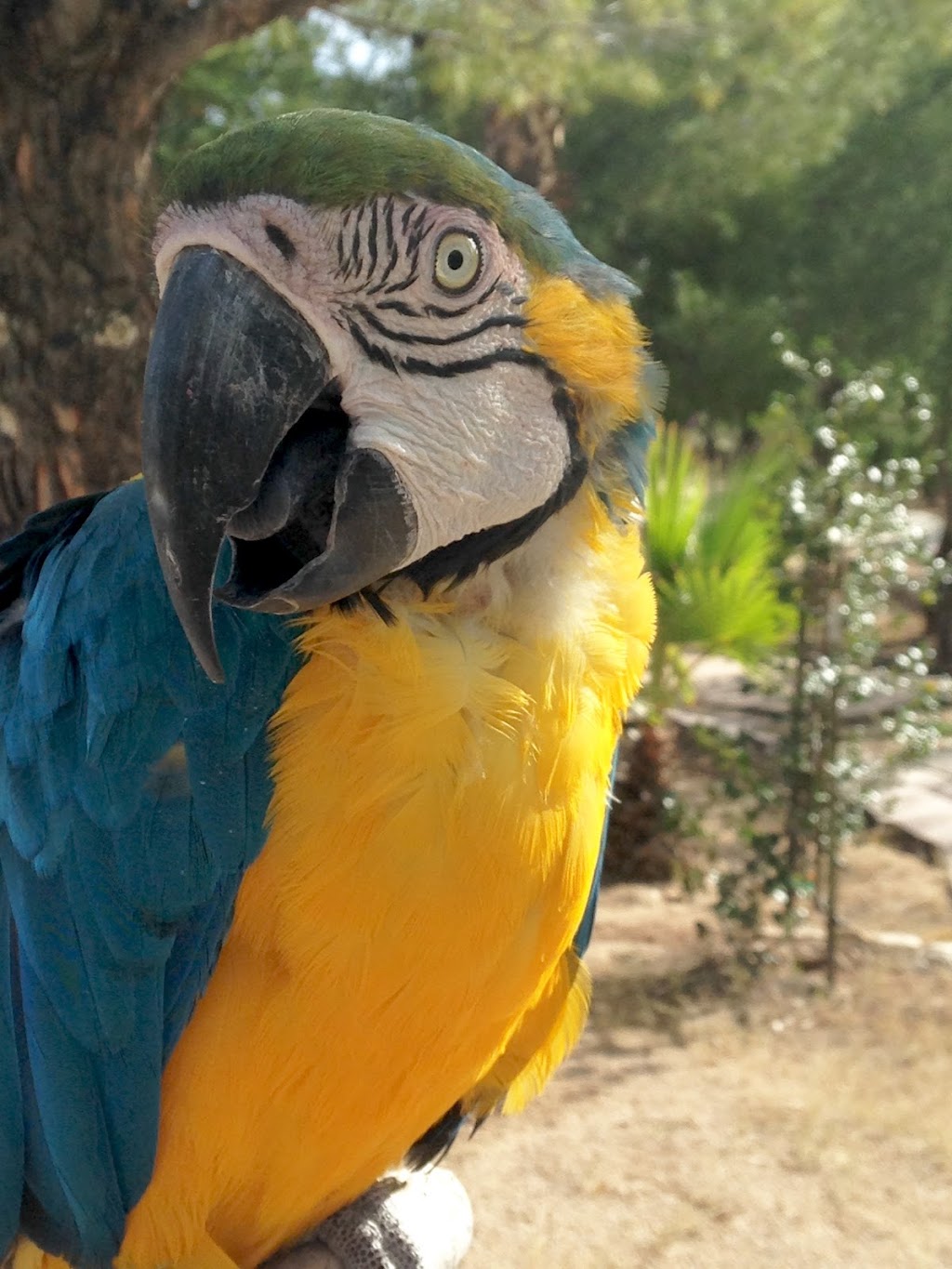 Arizona Parrots | 10505 E Escalante Rd, Tucson, AZ 85730 | Phone: (520) 298-0379