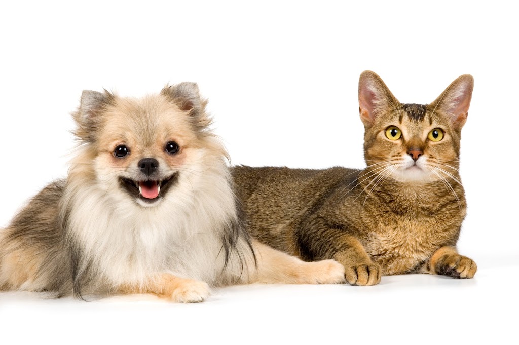 4 Pets Sake Pet Care - Fort Washington | 504 Pine Rd, Fort Washington, MD 20744, USA | Phone: (301) 203-5600