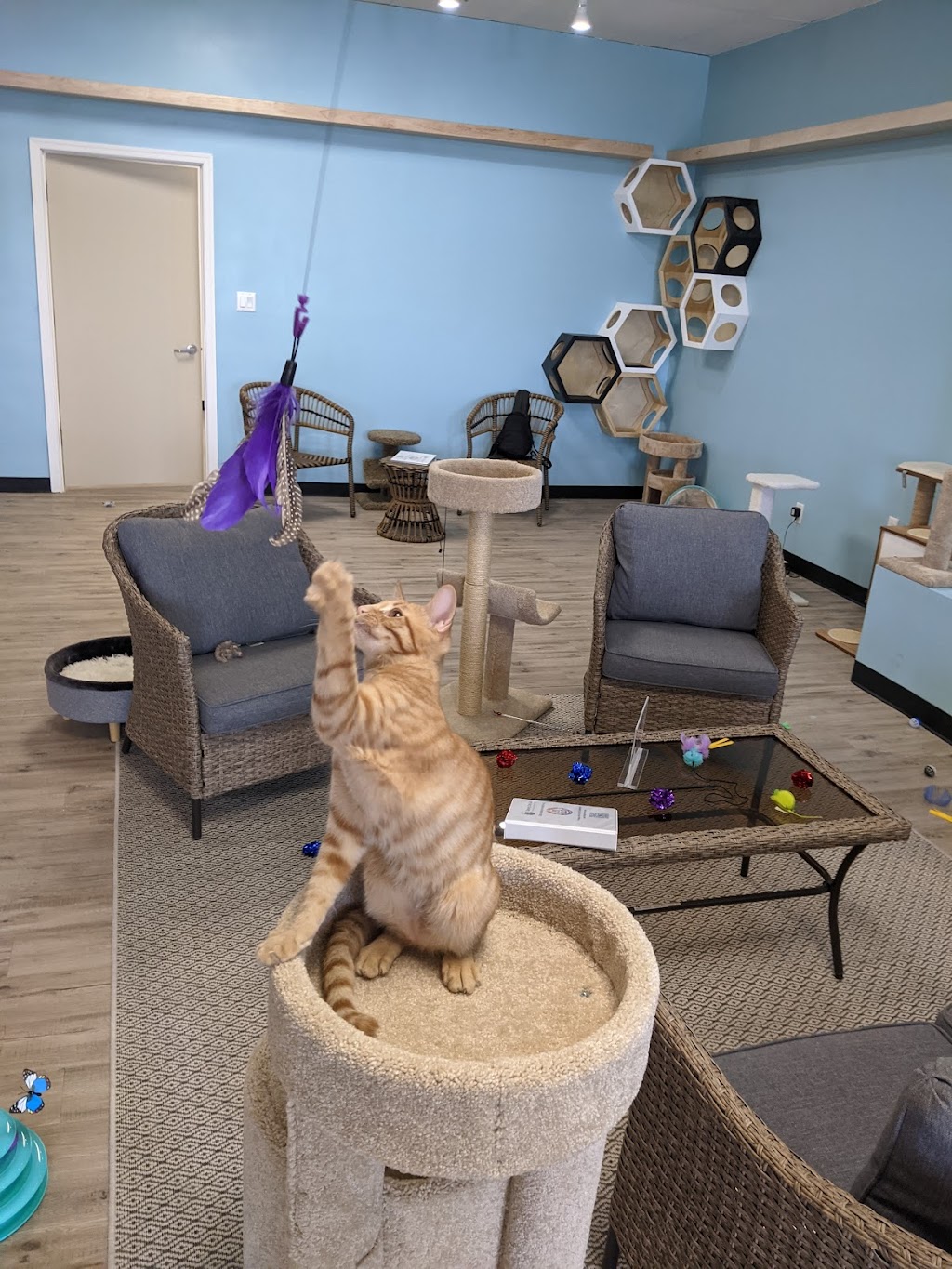 Kitty Pause Kitty Café | Pavilions Shopping Center, 1837 W Guadalupe Rd Suite 107, Mesa, AZ 85202, USA | Phone: (480) 450-1915