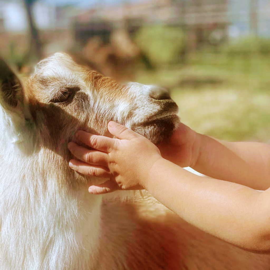 Creature Kingdom - Mobile Petting Zoo | 21577 E. Calle de Flores, Queen Creek, AZ 85142, USA | Phone: (480) 201-5536