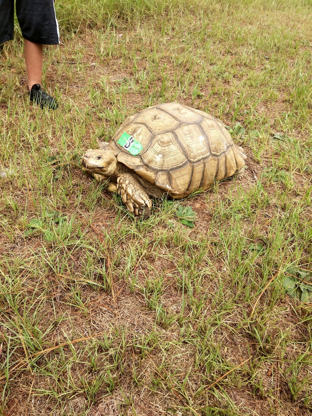 Wildlife Survival Sanctuary | 18212 Booming Rd, Spring Hill, FL 34610, USA | Phone: (352) 797-4785