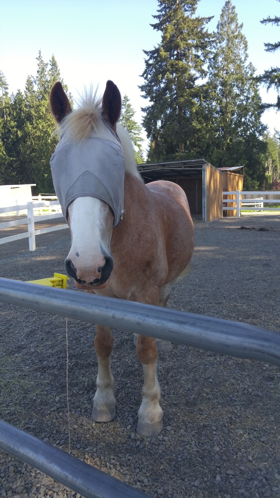 Little Bit Therapeutic Riding | 18675 NE 106th St, Redmond, WA 98052, USA | Phone: (425) 882-1554