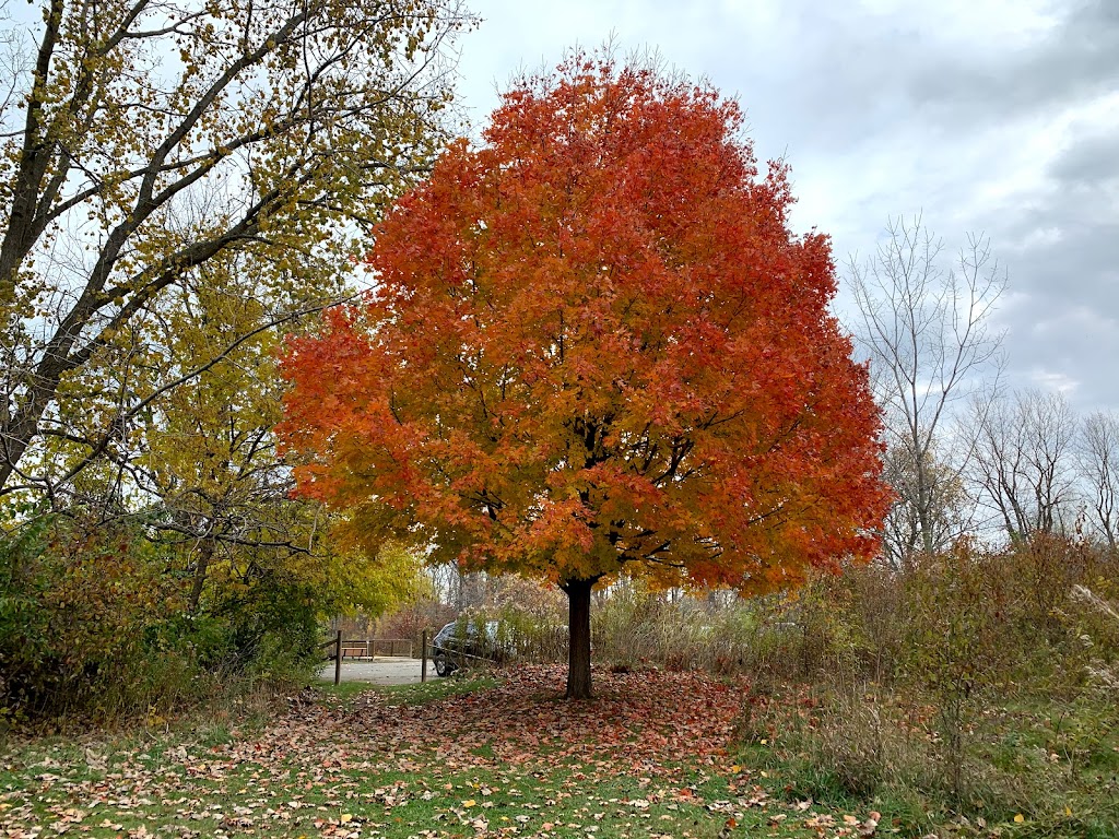 Detroit River International Wildlife Refuge - Gibraltar Bay Unit | 28820 E River Rd, Grosse Ile Township, MI 48138 | Phone: (734) 365-0219