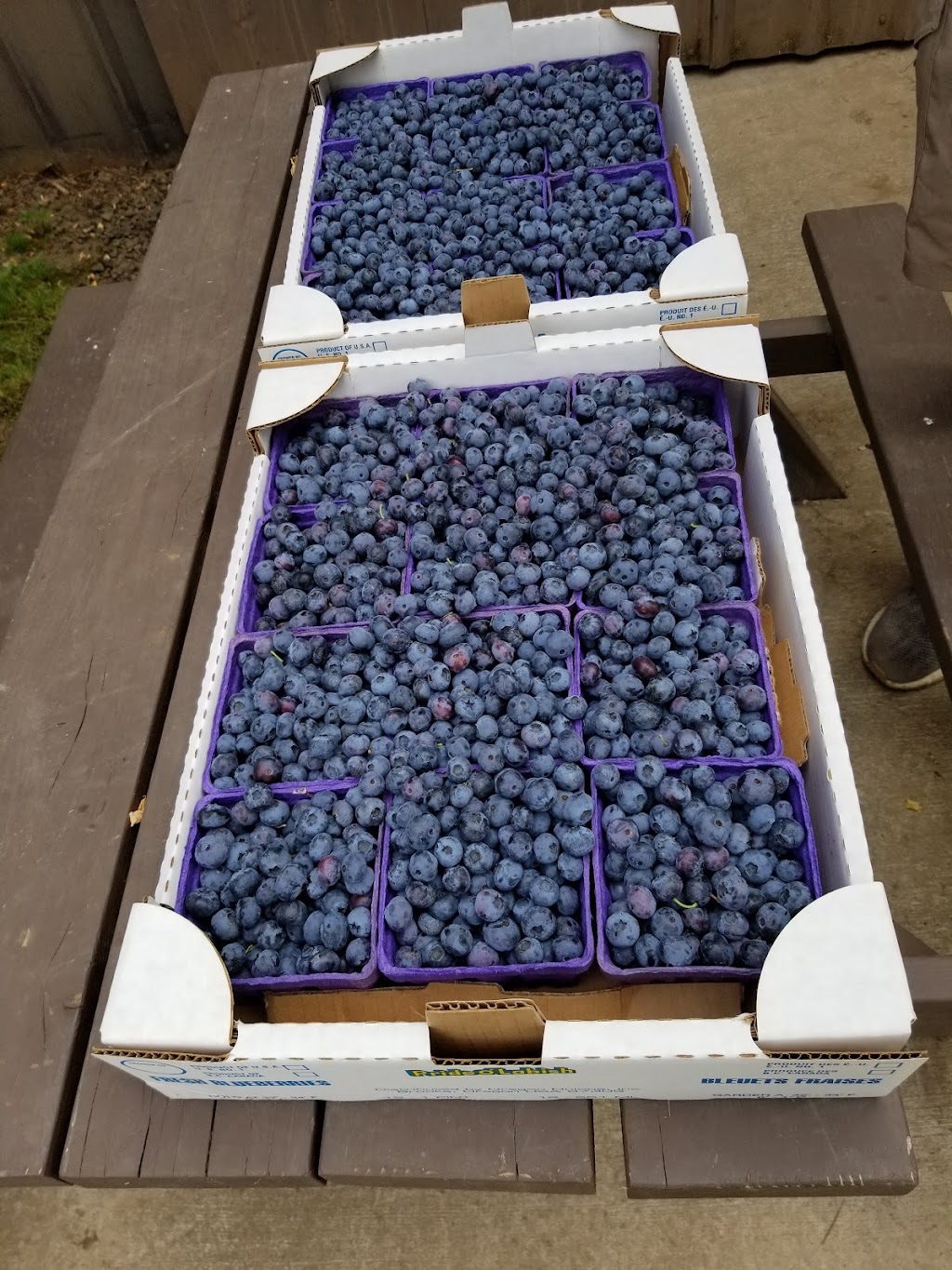 Dan and Annes U-Pick Blueberries | 35501 NE Geer Rd, Newberg, OR 97132, USA | Phone: (503) 625-7689