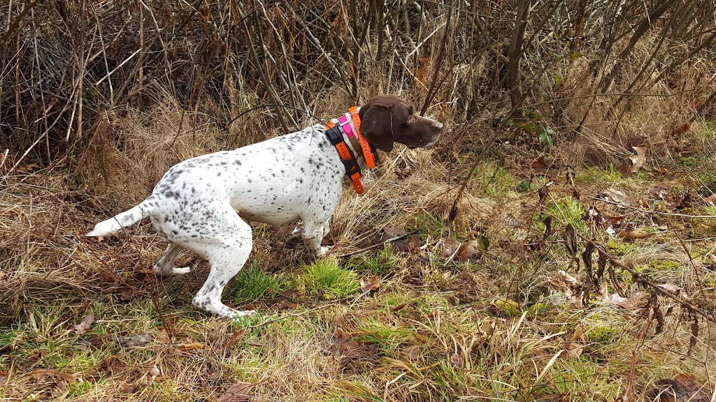 Gobblers Knob Hunting Preserve | 414 Zeigler Rd, Rochester, PA 15074, USA | Phone: (724) 601-6441