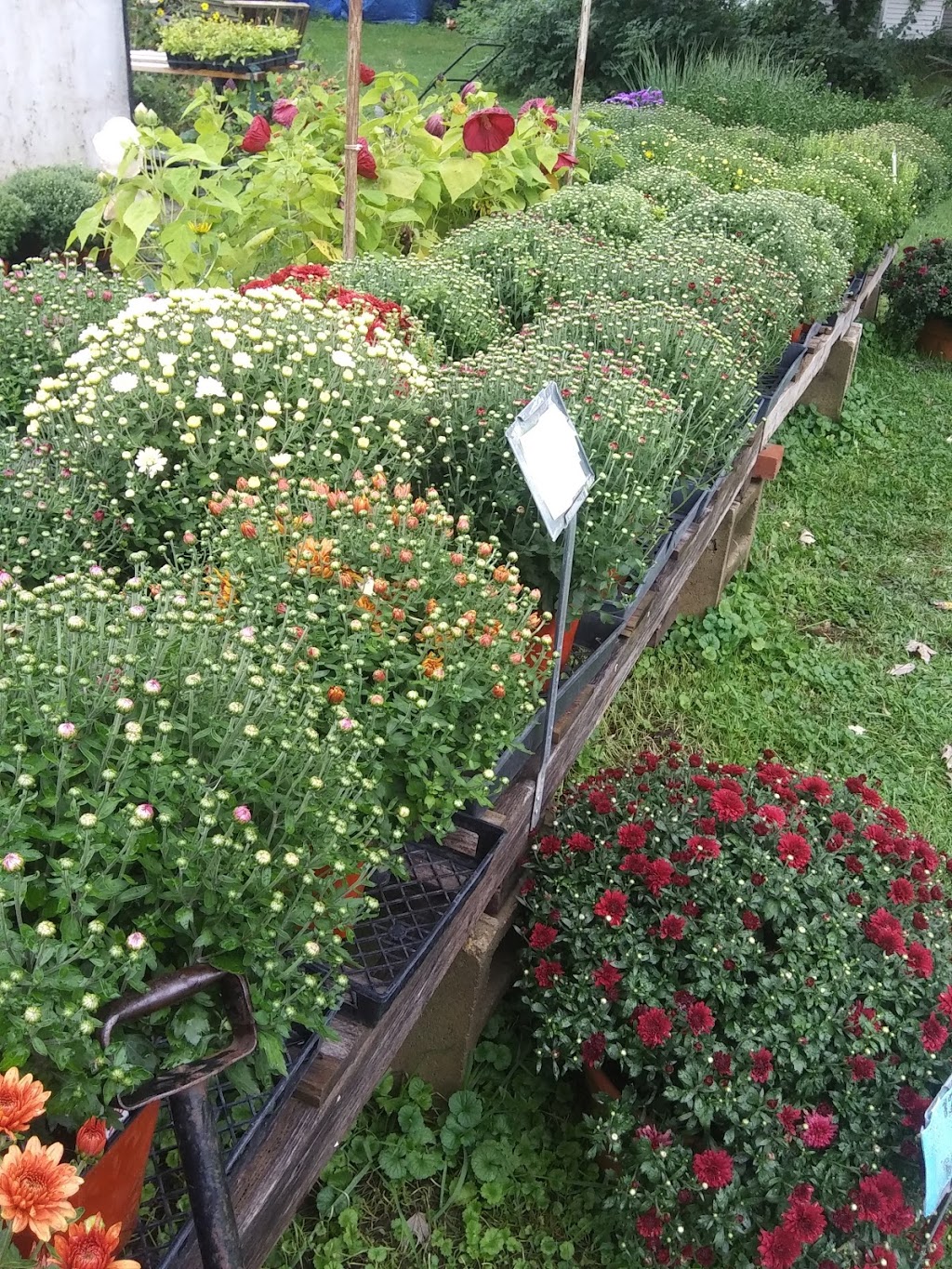 Burdicks Greenhouse | W9076 WI-106, Fort Atkinson, WI 53538, USA | Phone: (920) 650-3652