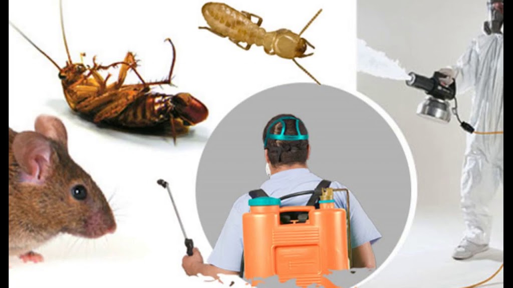 Advance Pest Control Services | 143-15 115th Ave, Queens, NY 11436, USA | Phone: (646) 251-6973