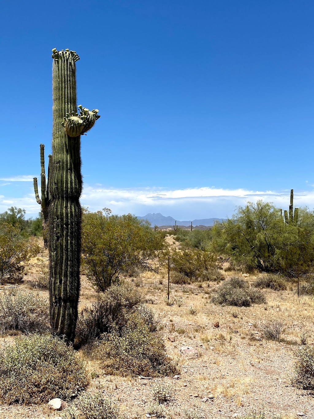 Apache Junction Public Library | 1177 N Idaho Rd, Apache Junction, AZ 85119, USA | Phone: (480) 474-8555