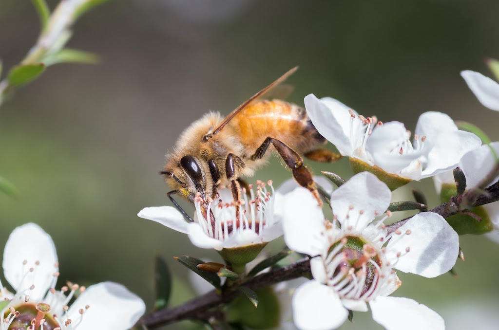 Proactive Pest Control | 600 Springlake Rd, Lawrenceville, GA 30045, USA | Phone: (770) 670-6608