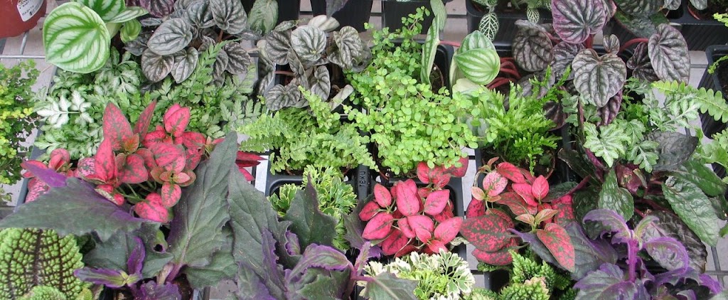 Wagners Garden Center Hugo | 4860 Frenchman Rd, Hugo, MN 55038, USA | Phone: (651) 653-8863