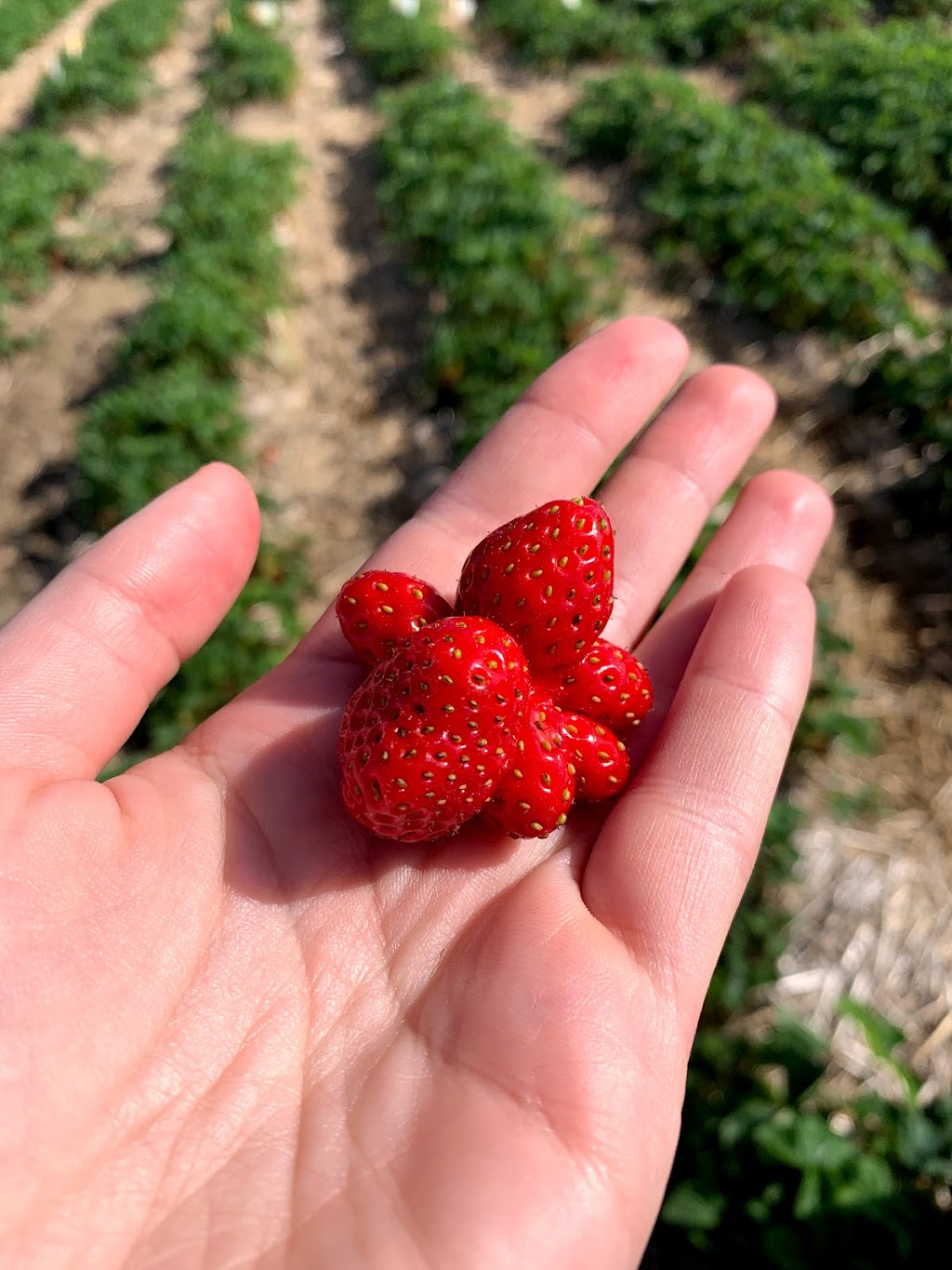 Berry Farmer | E10222 Hoot Owl Valley Road, Baraboo, WI 53913, USA | Phone: (608) 355-1965