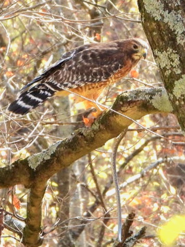 Forest Run Metropark | 1810 New London Rd, Hamilton, OH 45013, USA | Phone: (513) 867-5835