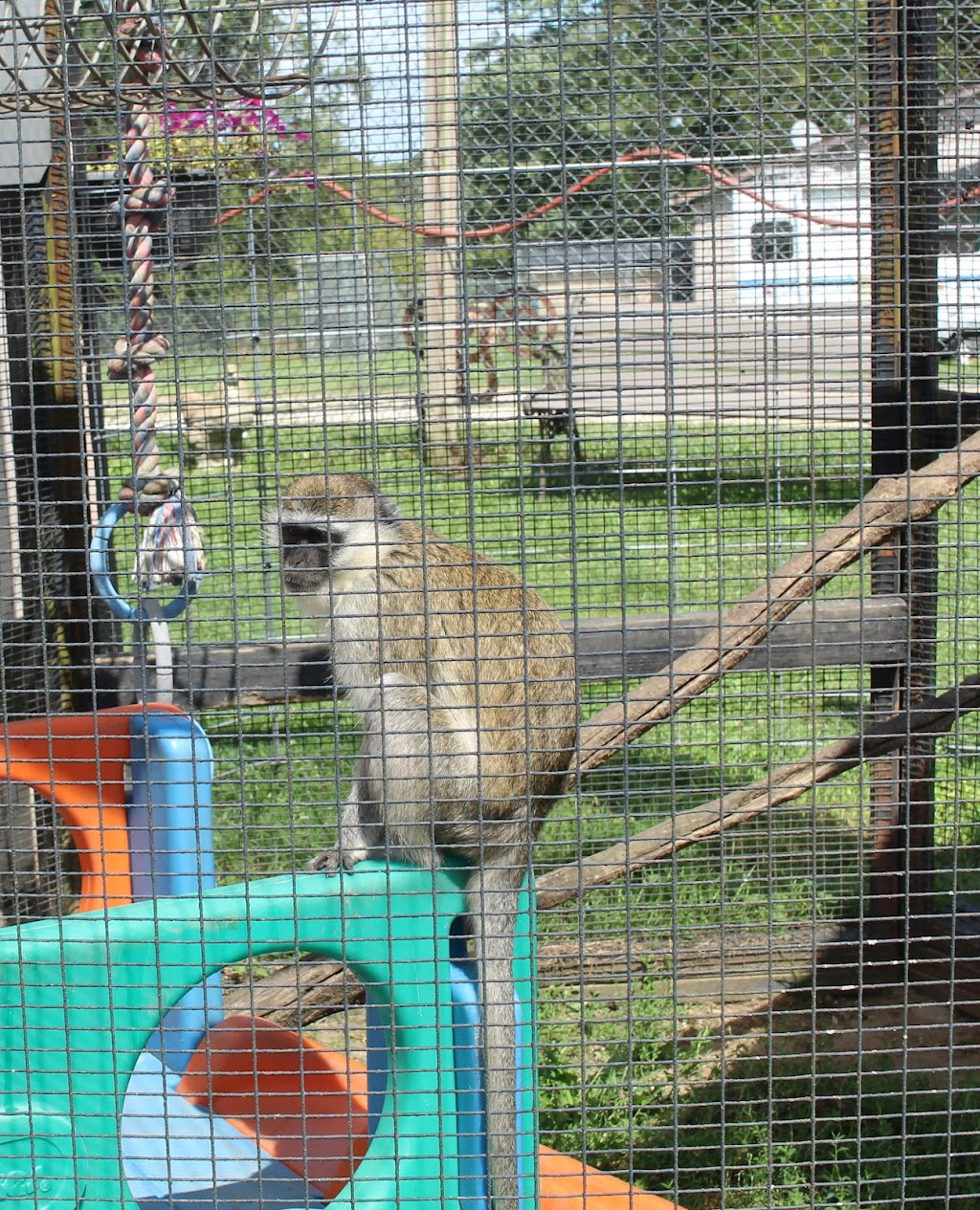 Natures Creek Camel Farm and Zoo | 11660 Grass Lake Rd, Hillsdale, MI 49242, USA | Phone: (734) 347-2888