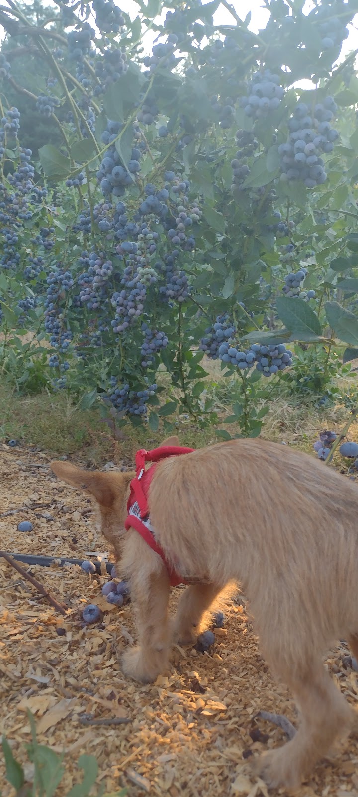 Redland Blueberry Farm | 18900 S Pear Rd, Oregon City, OR 97045, USA | Phone: (503) 631-4141