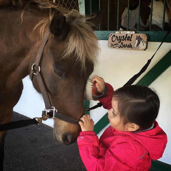 Cloudy Skies Equestrian | 14661 W Palomino Dr, Southwest Ranches, FL 33330, USA | Phone: (305) 989-0967