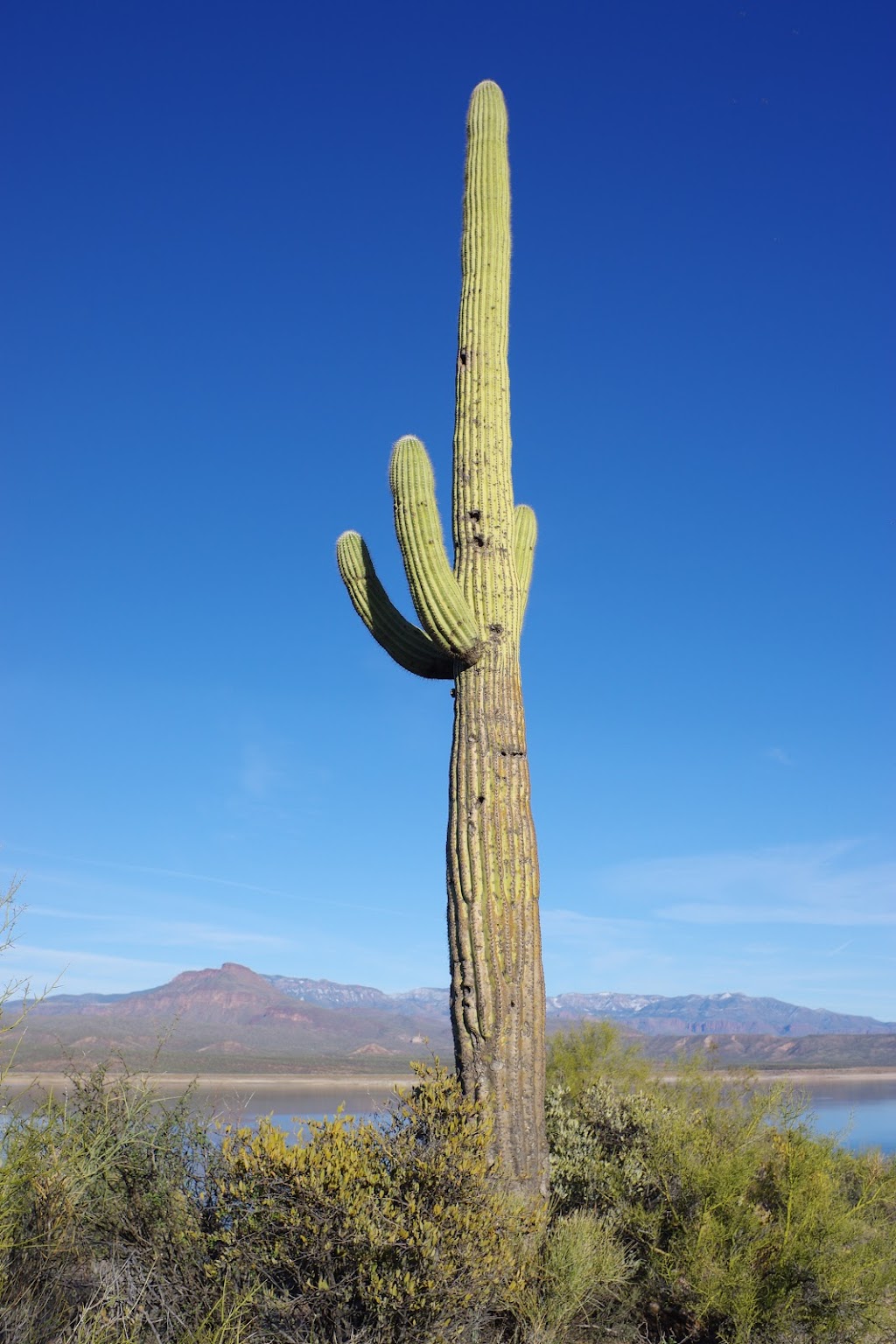 Three Bar Wildlife Enclosure | State Hwy 188, Roosevelt, AZ 85545, USA | Phone: (602) 225-5200