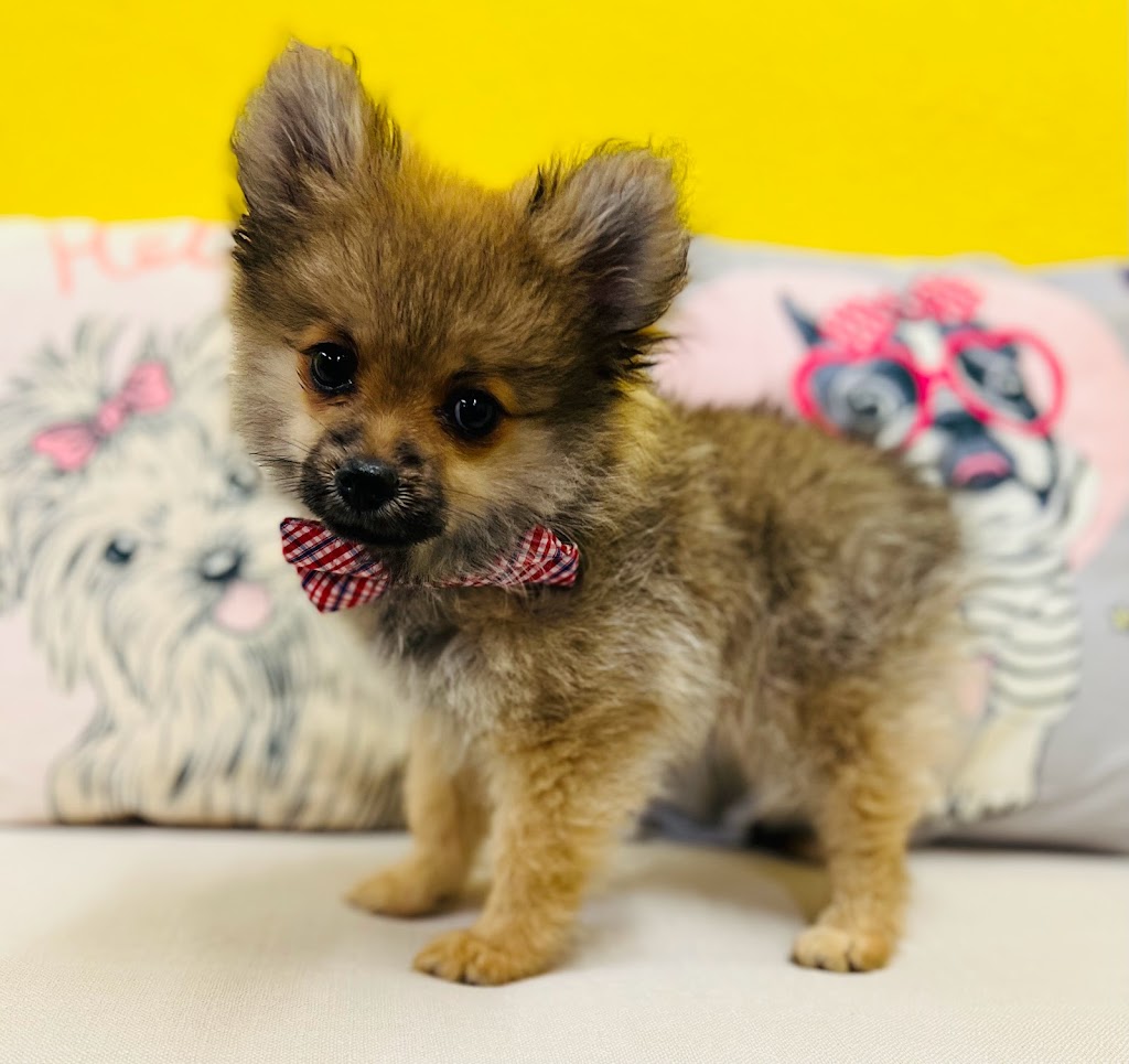 Puppy Boutique of Lake Hamilton | 29350 US Hwy 27, Dundee, FL 33838, USA | Phone: (863) 258-1718