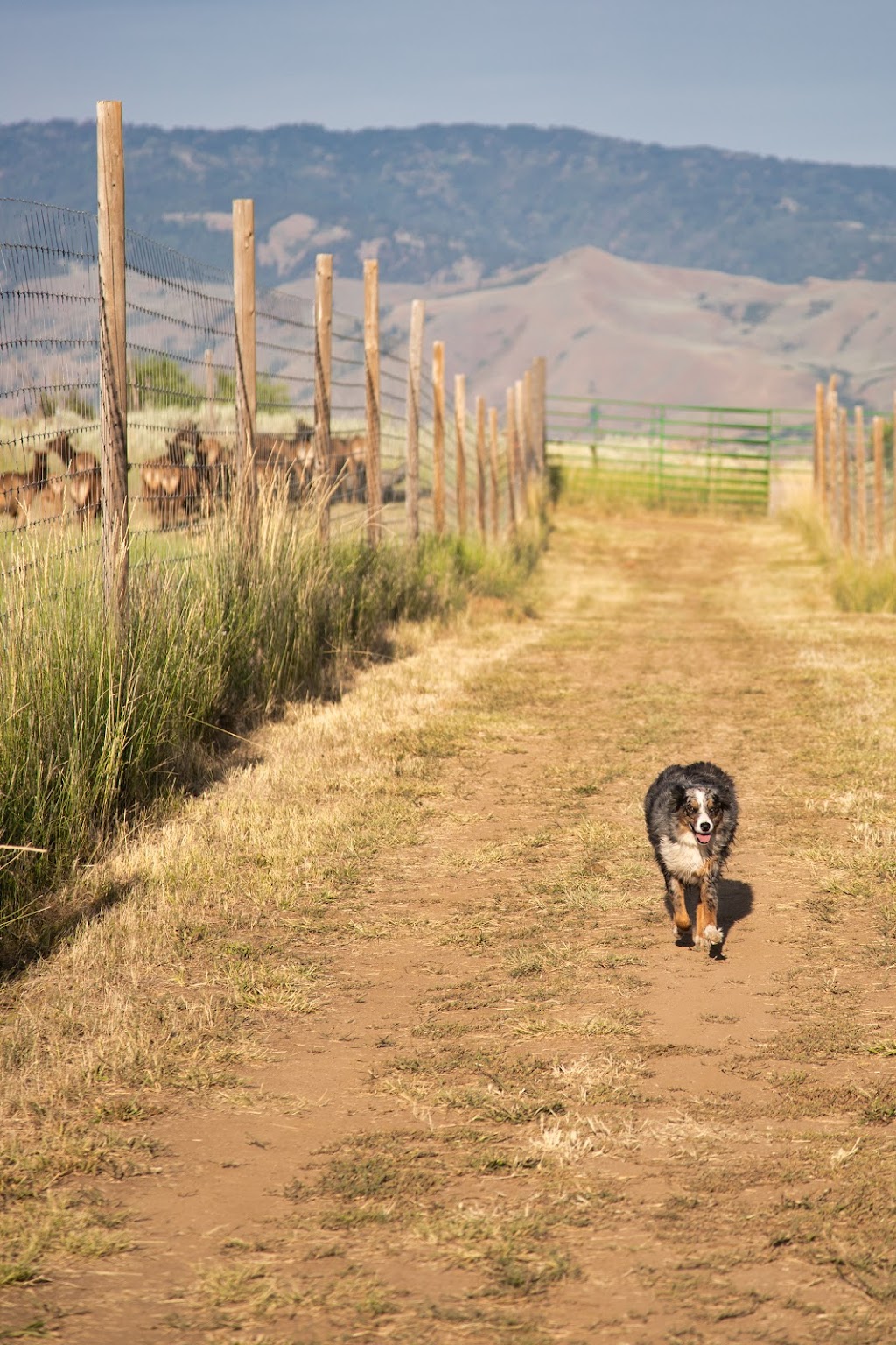 Timber Butte Elk Ranch | 104 Brownlee Rd, Horseshoe Bend, ID 83629, USA | Phone: (208) 789-0493