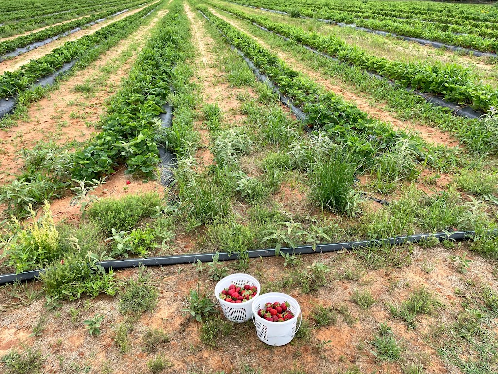 Demases Farm | 496 Co Rd 4756, Boyd, TX 76023, USA | Phone: (940) 577-0203