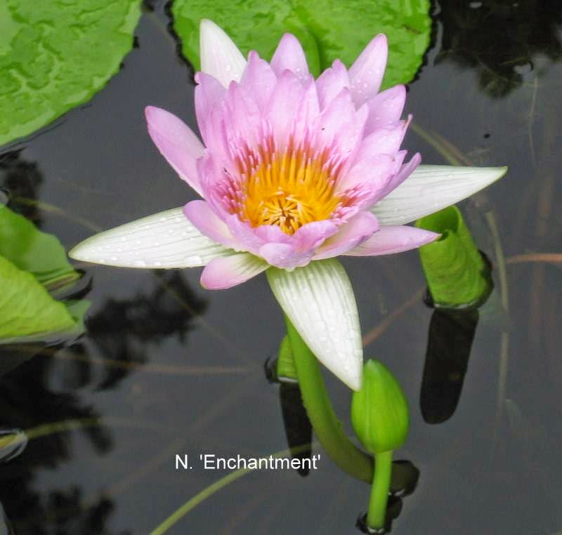 Wonderful Water Lilies | 5227 Box Turtle Cir, Sarasota, FL 34232, USA | Phone: (941) 378-9146