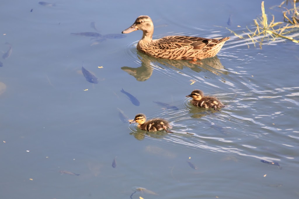 Kaelepulu Wetland Bird Preserve | 1460 Kiukee Pl, Kailua, HI 96734, USA | Phone: (808) 261-2179