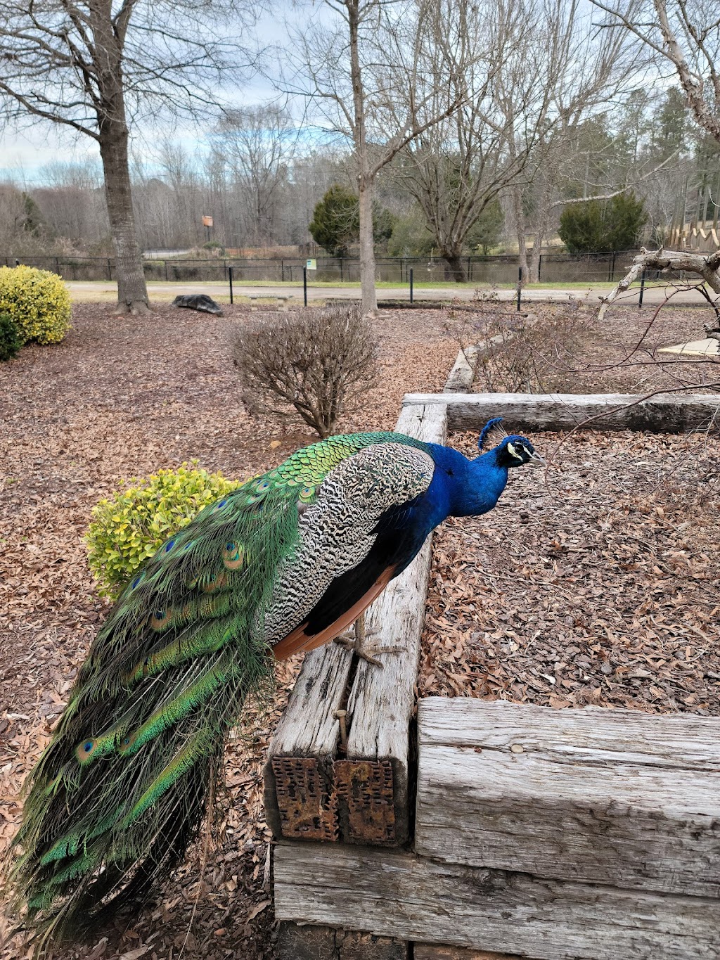 Noahs Ark Animal Sanctuary | 712 L G Griffin Rd, Locust Grove, GA 30248, USA | Phone: (770) 957-0888