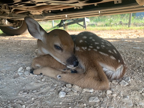 The Drift Inn Wildlife Sanctuary | 101 High Point, Wimberley, TX 78676, USA | Phone: (512) 731-9386