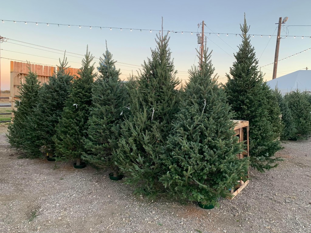 Ross Family Christmas Trees | 7126 S Farm to Market 548, Royse City, TX 75189, USA | Phone: (214) 502-3674