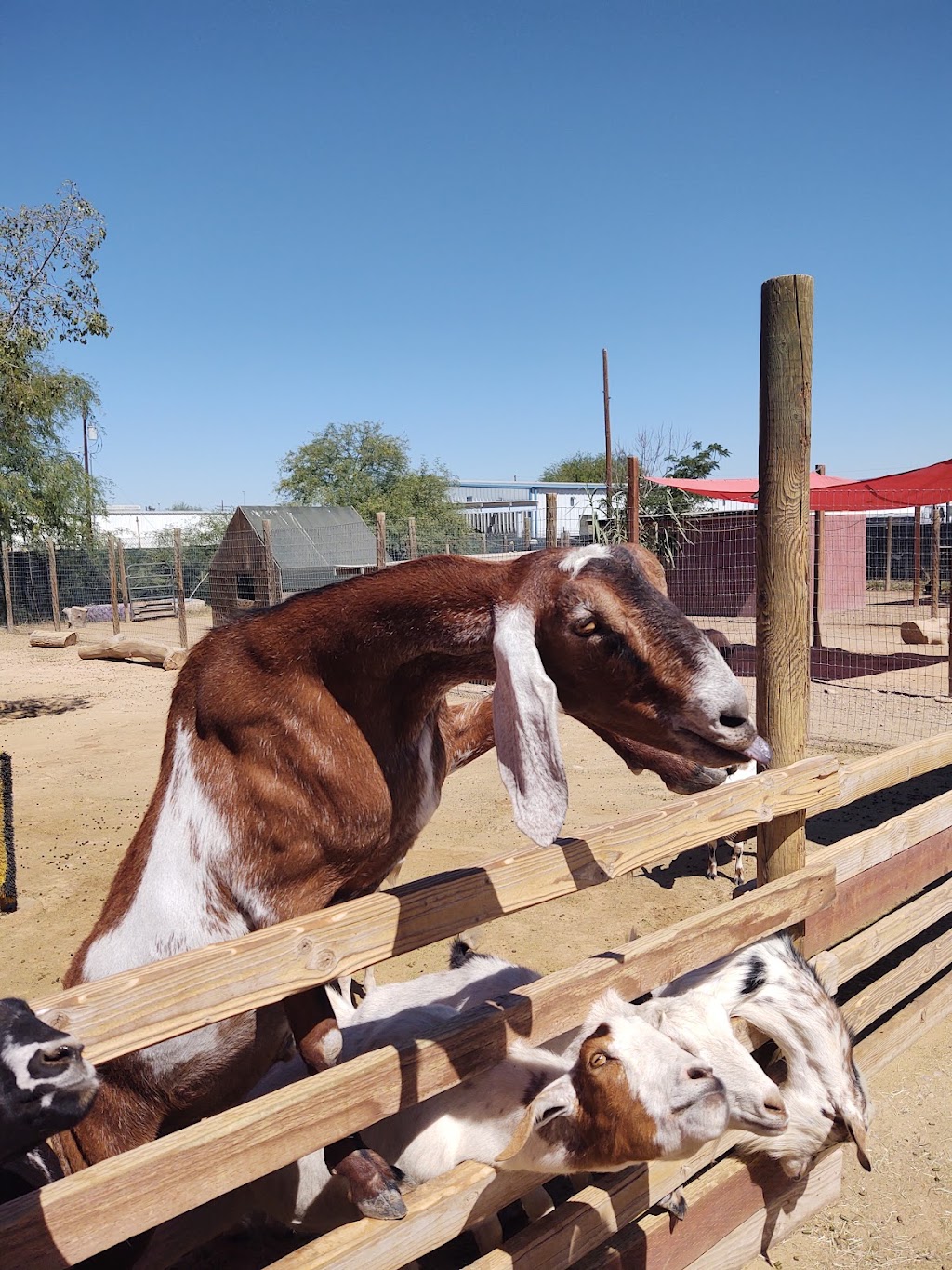 Tucson Petting Zoo and Funny Foot Farm | 2405 W Wetmore Rd, Tucson, AZ 85705, USA | Phone: (520) 399-6555
