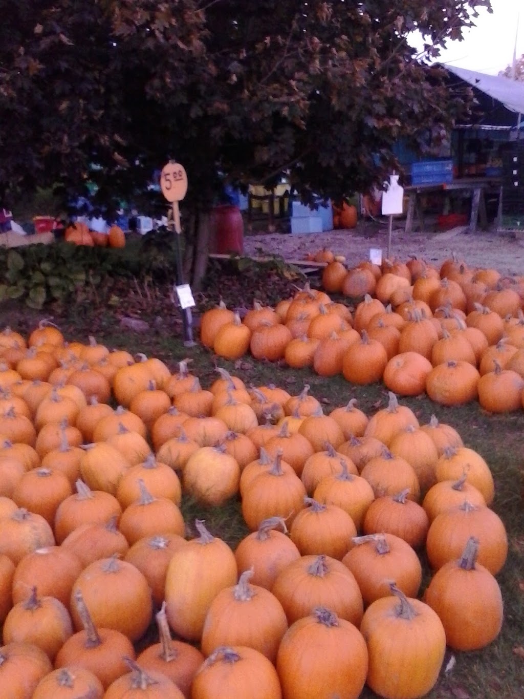 Pregitzer Farm Market, Llc | 6870 Territorial Rd, Munith, MI 49259, USA | Phone: (517) 240-4600