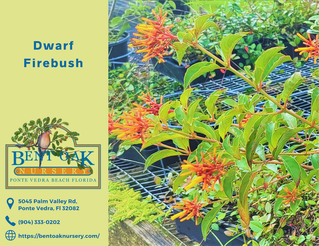 Bent Oak Nursery | 5045 Palm Valley Rd, Ponte Vedra Beach, FL 32082, USA | Phone: (904) 333-0202