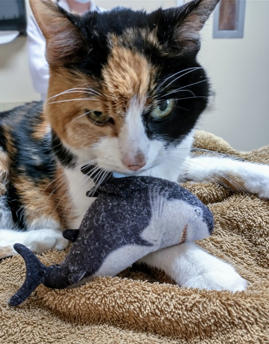 Atwater Veterinary Center | 2100 Bell Dr, Atwater, CA 95301, USA | Phone: (209) 358-6000