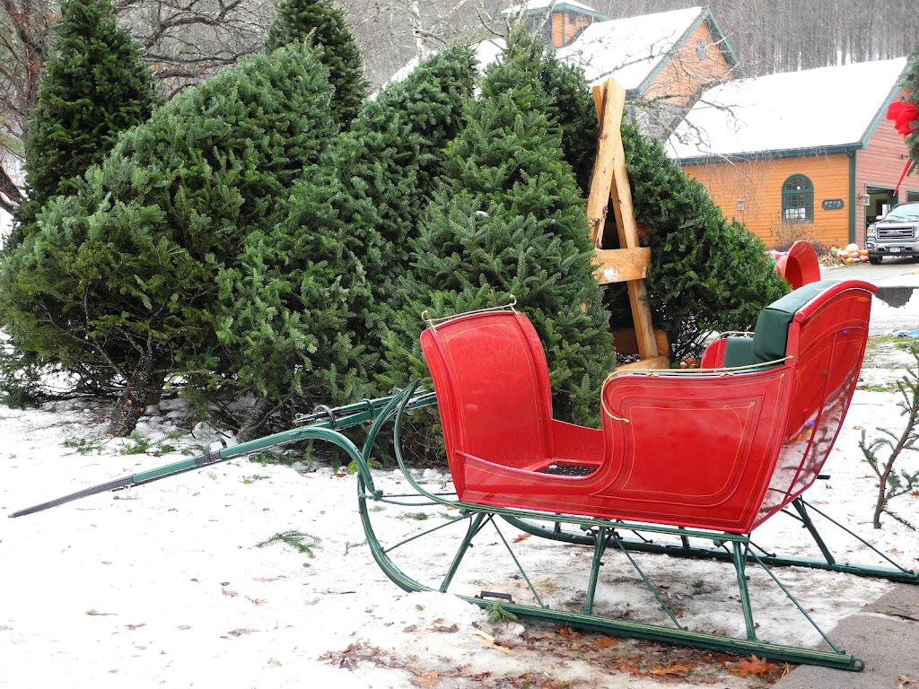 Kringle Christmas Tree Farm | 9298 NY-46, Westernville, NY 13486, USA | Phone: (315) 827-4534