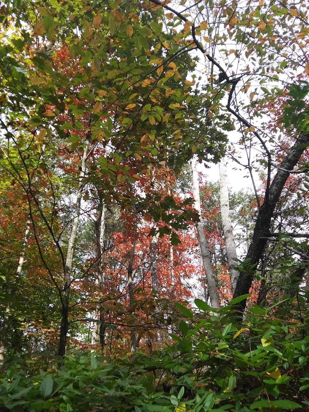 Roadside LLC | 967 Stone Mountain Rd, Stoneville, NC 27048, United States | Phone: (336) 573-3019