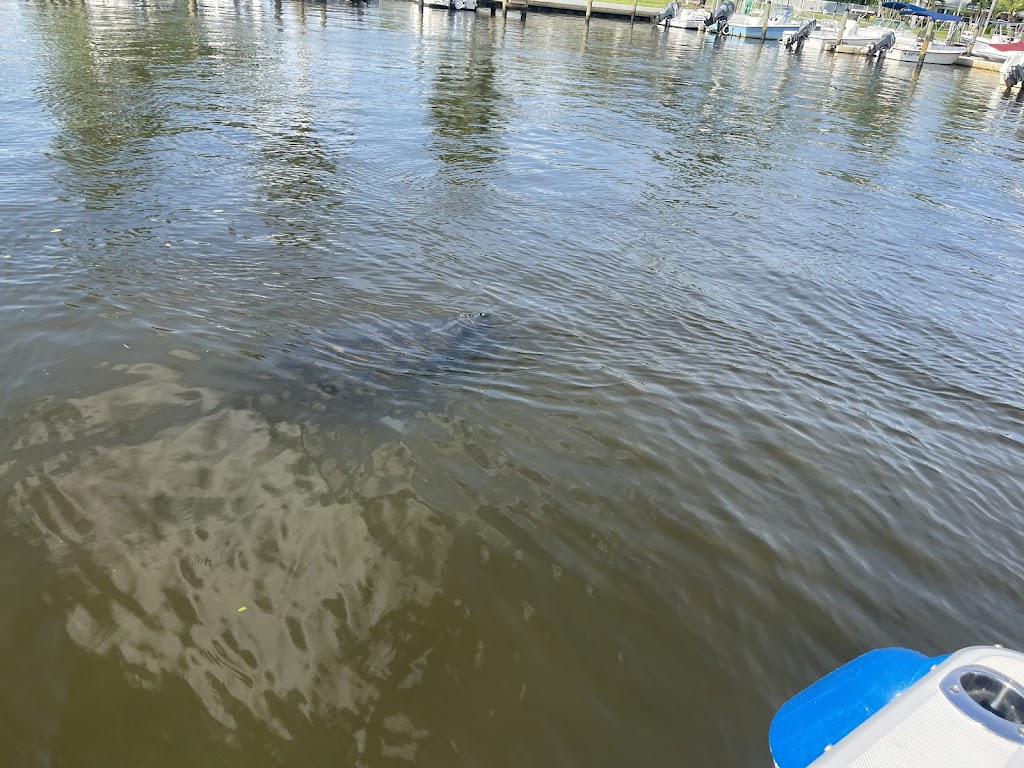 Passage Key Dolphin Tours | 1465 Gulf Dr S, Bradenton Beach, FL 34217, USA | Phone: (941) 702-2022