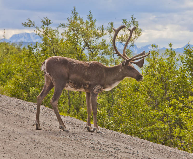 Gwins Lodge | 14865 Sterling Hwy, Cooper Landing, AK 99572, USA | Phone: (907) 595-1266