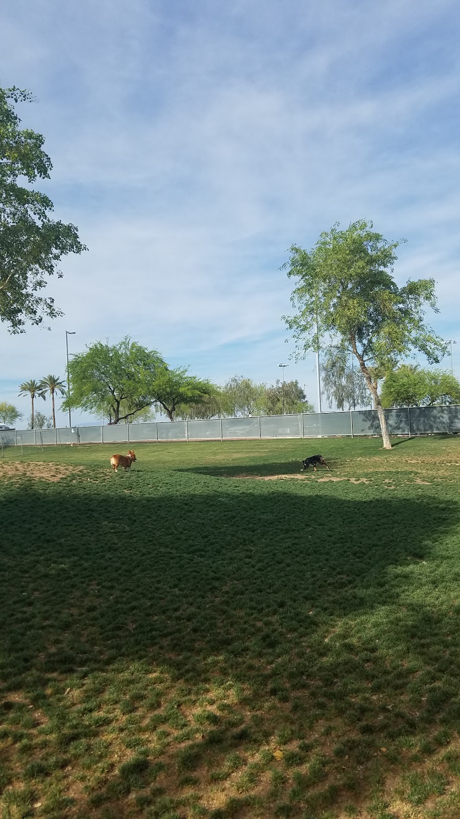 Small Dog Park | 15960 N Bullard Ave, Surprise, AZ 85374, USA | Phone: (623) 222-2000