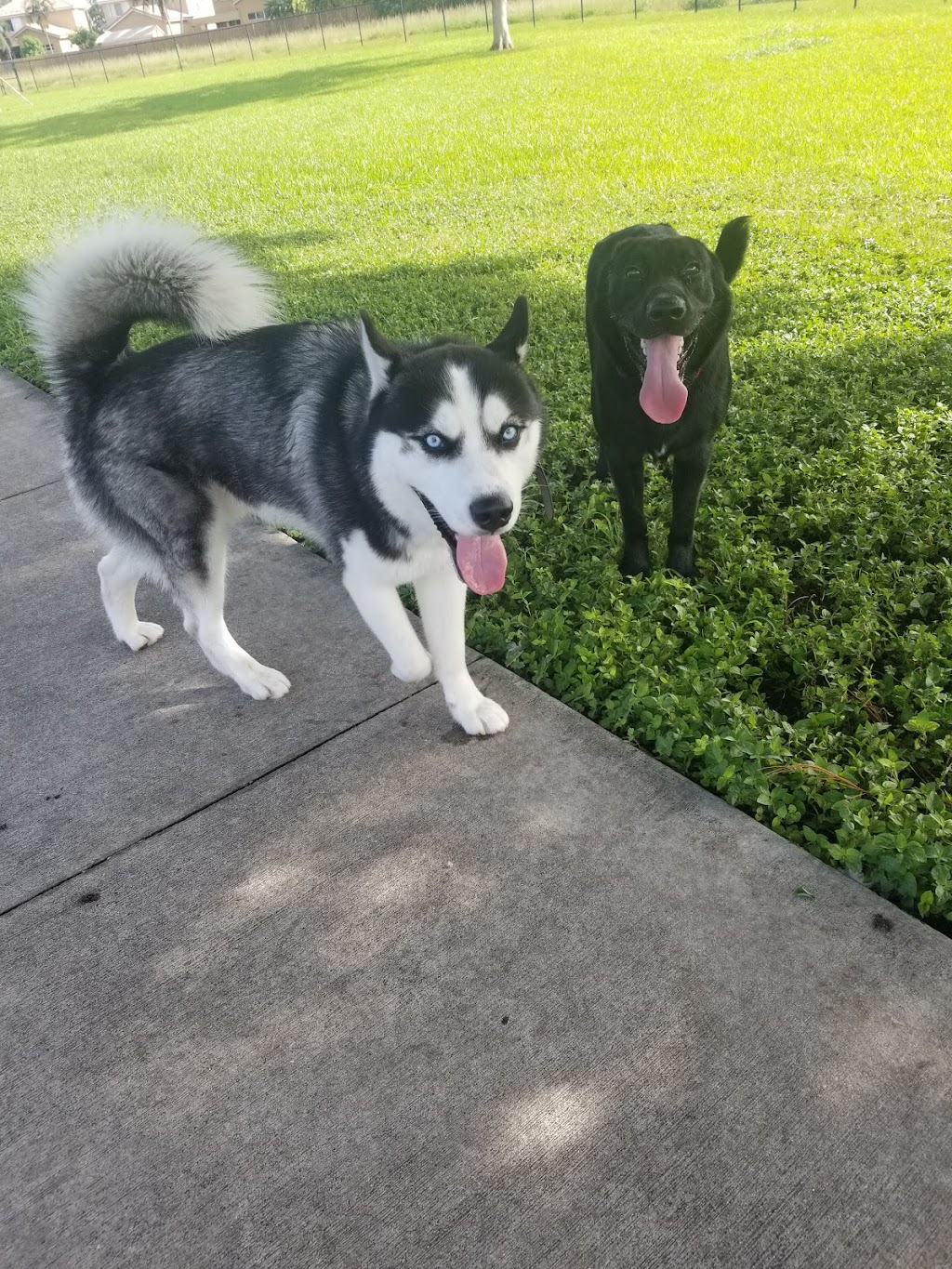 Dog Park | 11405 SW 157th Ave, Miami, FL 33196, USA | Phone: (305) 386-0227