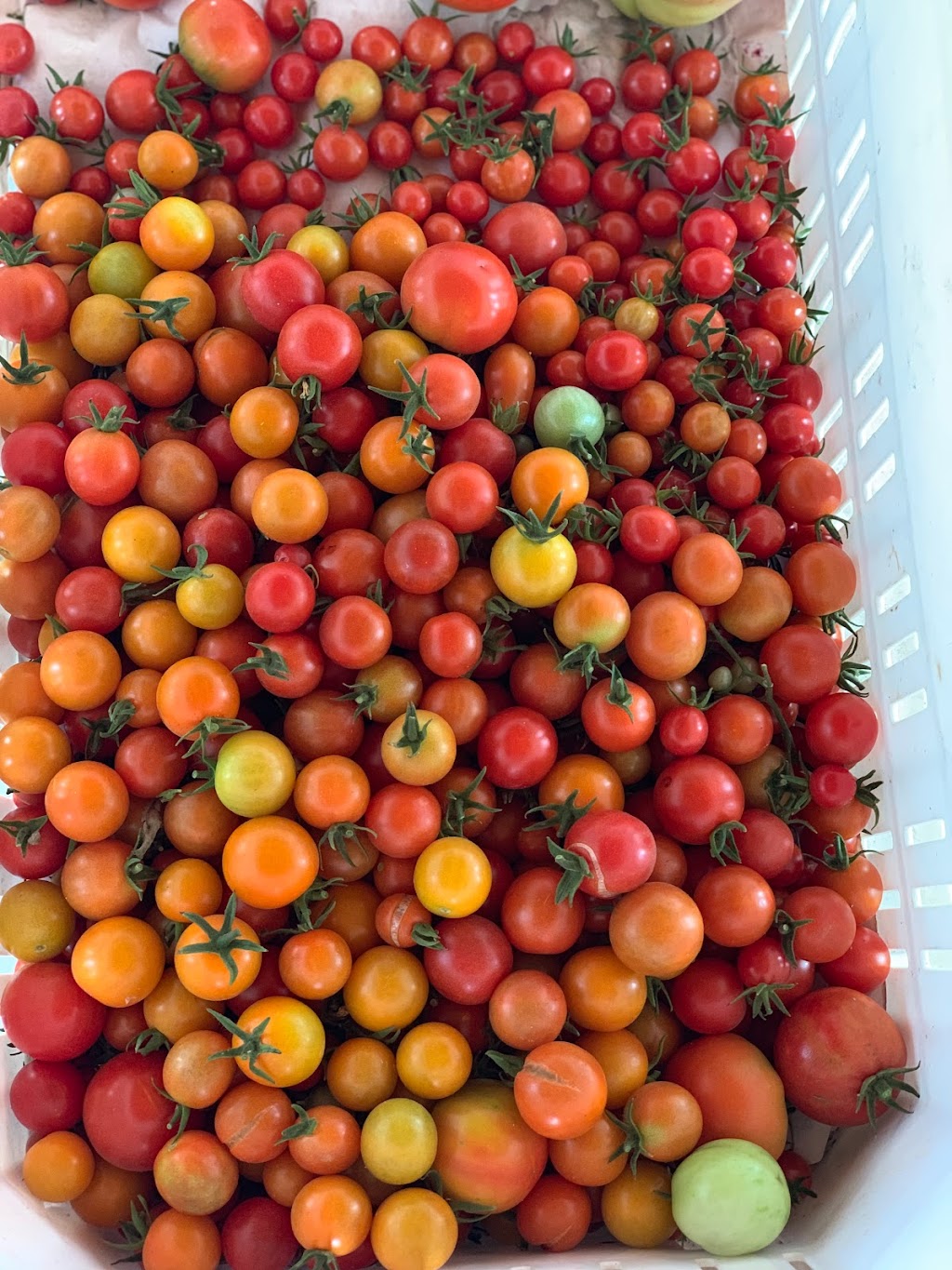 Sweet Girl Farms | 8358 S Alta Ave, Reedley, CA 93654, USA | Phone: (323) 314-1967