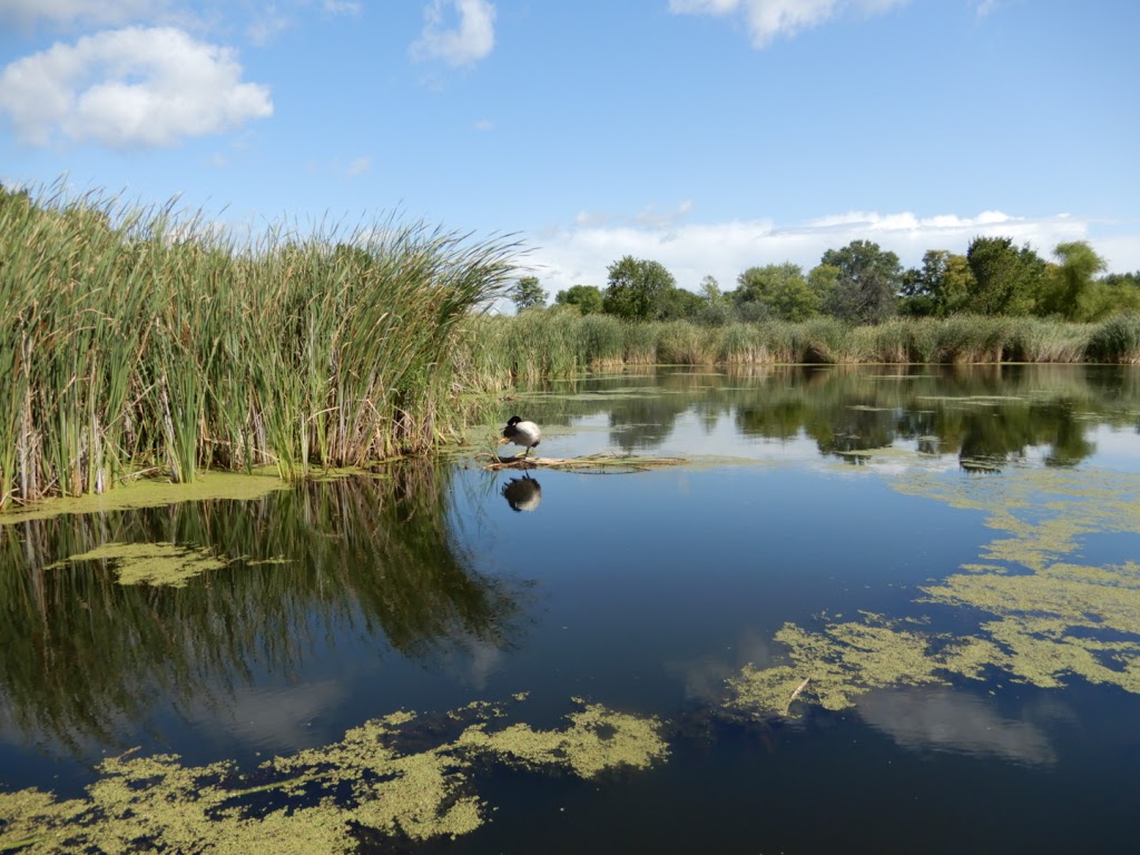 Springbrook Nature Center | 100 Sanburnol Dr NE, Fridley, MN 55432, USA | Phone: (763) 572-3588