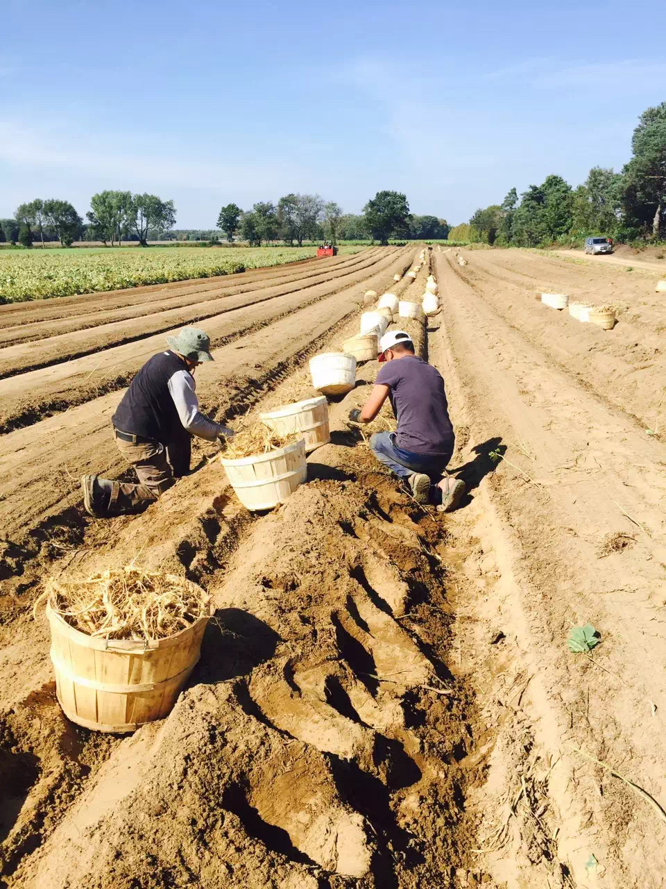 AA Ginseng Wholesale(花旗参批发总汇) | 1655 S Azusa Ave #B, Hacienda Heights, CA 91745, USA | Phone: (626) 581-0593 AA Ginseng Wholesale(花旗参批发总汇) | 1655 S Azusa Ave #B, Hacienda Heights, CA 91745, USA | Phone: (626) 581-0593
