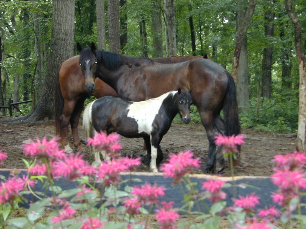 KLM Equine | 5060 Sugar Pike Rd Suite 101, Canton, GA 30115, USA | Phone: (770) 752-0177