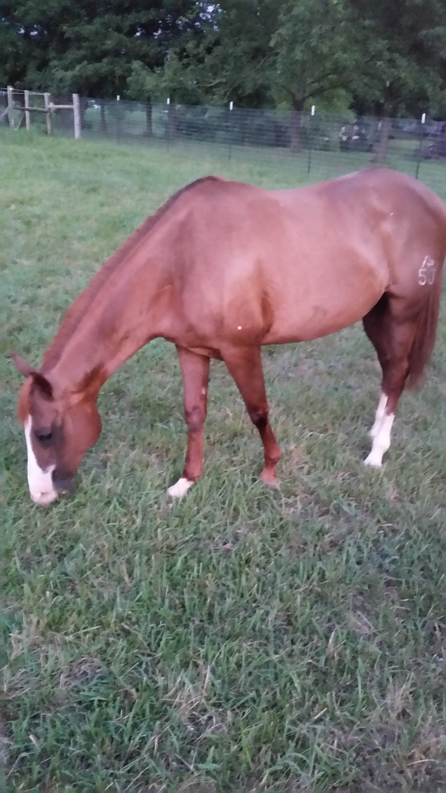 Silver Spurs Equestrian Center | 357 State Hwy EE, Winfield, MO 63389, USA | Phone: (636) 668-8683 Silver Spurs Equestrian Center | 357 State Hwy EE, Winfield, MO 63389, USA | Phone: (636) 668-8683