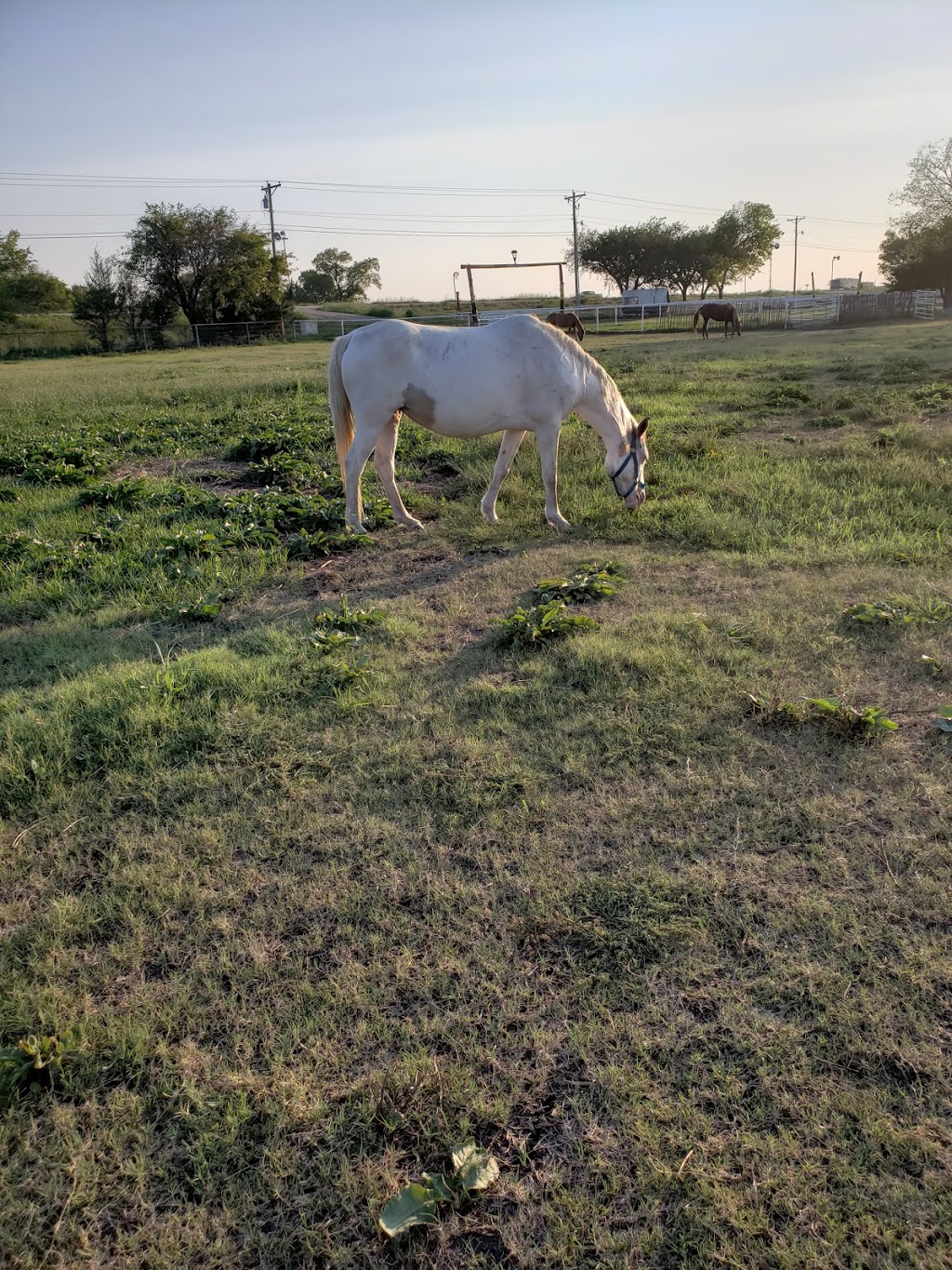 Twin Horn Ranch | 2856 US-380, Greenville, TX 75401, USA | Phone: (903) 423-6700