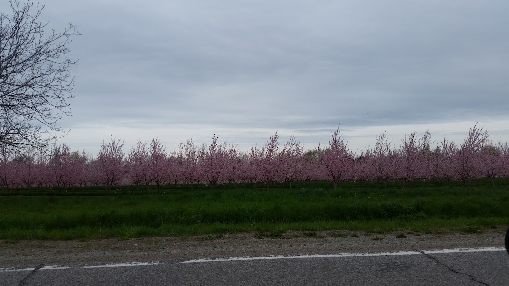 SilverBirches by the Lake Bed & Breakfast | 4902 Mountainview Rd, Beamsville, ON L0R 1B3, Canada | Phone: (905) 563-9479